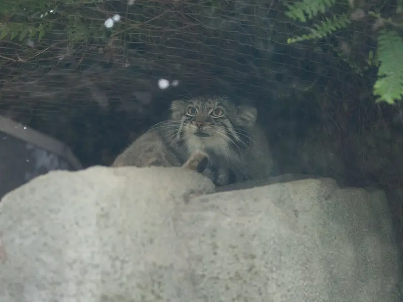 Фотография Ото в Царстве Животных Кобе