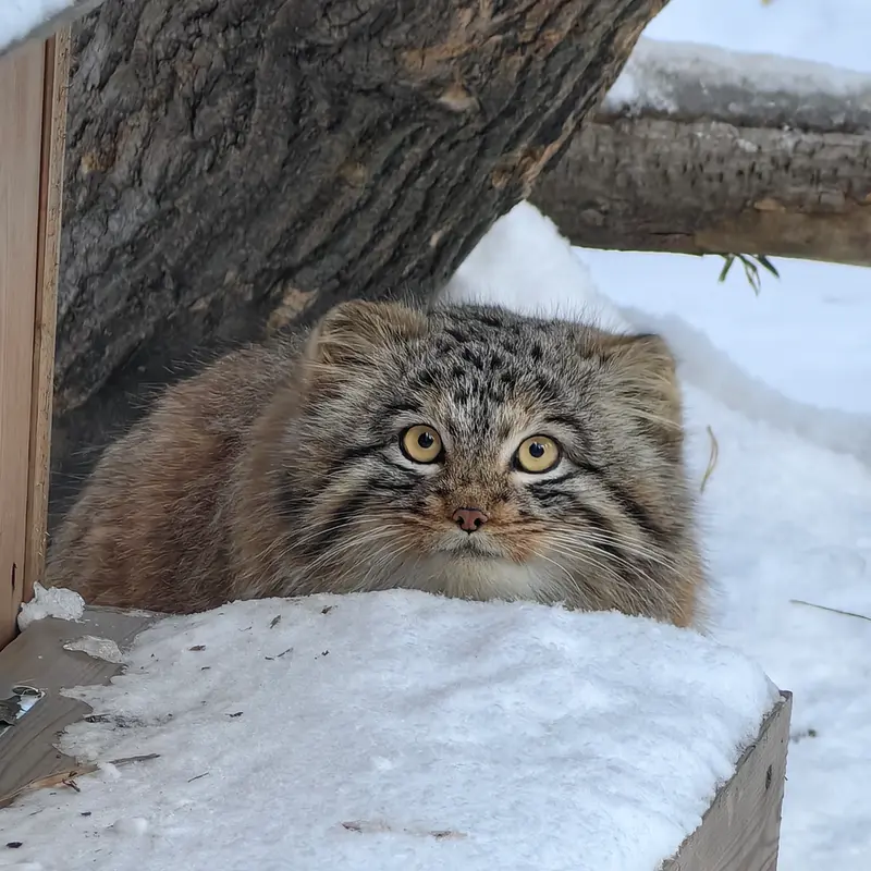 Фотография Сына Снежинки 2025 г.р. Ⅲ в Новосибирском Зоопарке