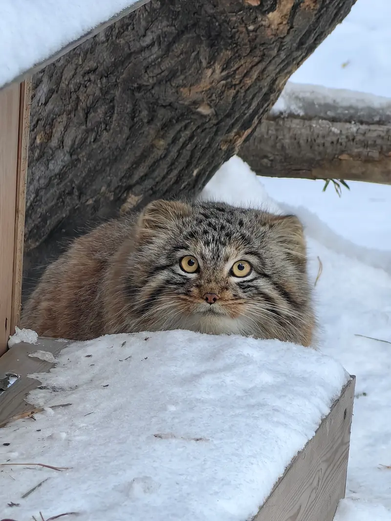Фотография Сына Снежинки 2025 г.р. Ⅲ в Новосибирском Зоопарке