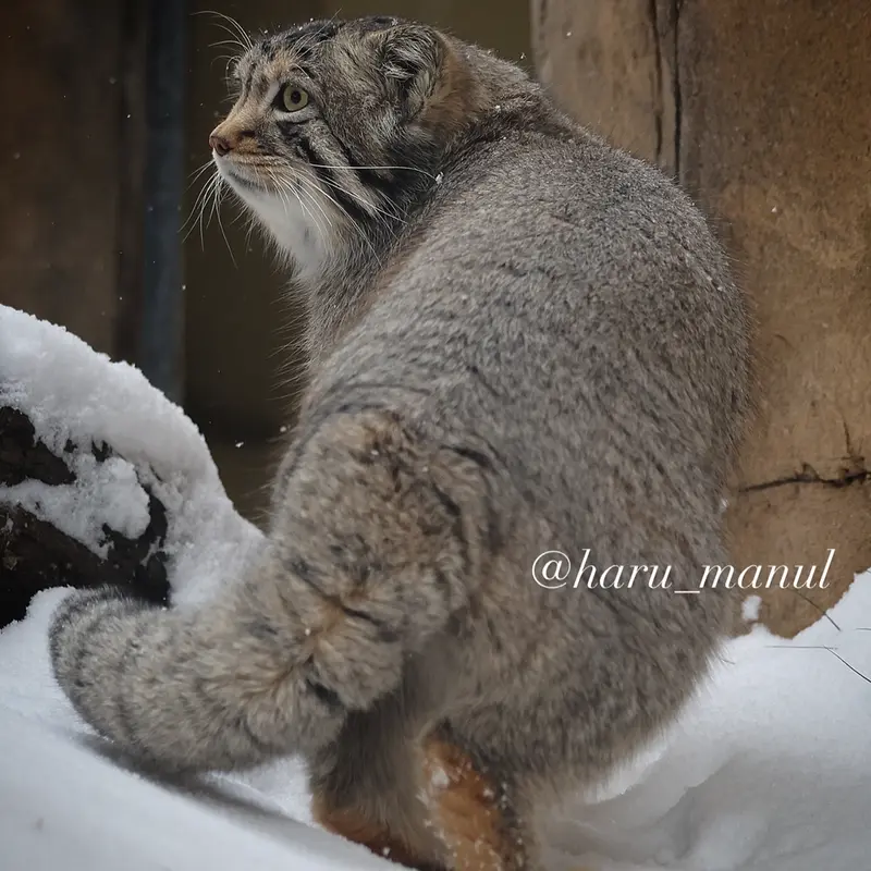 Фотография Нагому в Царстве Животных Насу