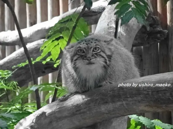 Фотография с манулом