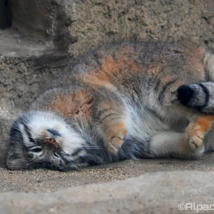 Фотография Аз в Царстве Животных Кобе