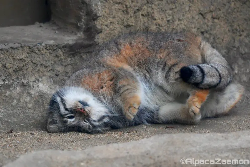 Фотография Аз в Царстве Животных Кобе