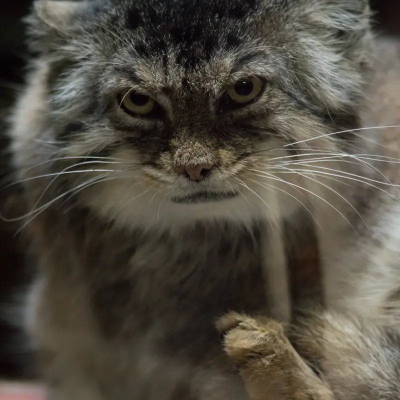 Фотография Примулы в Зоопарке Уено