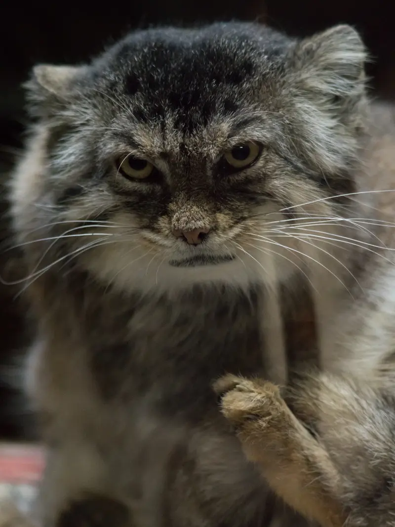 Фотография Примулы в Зоопарке Уено