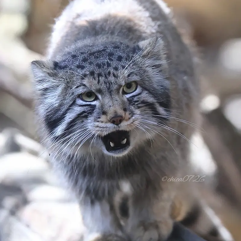 Фотография Нагому в Царстве Животных Насу