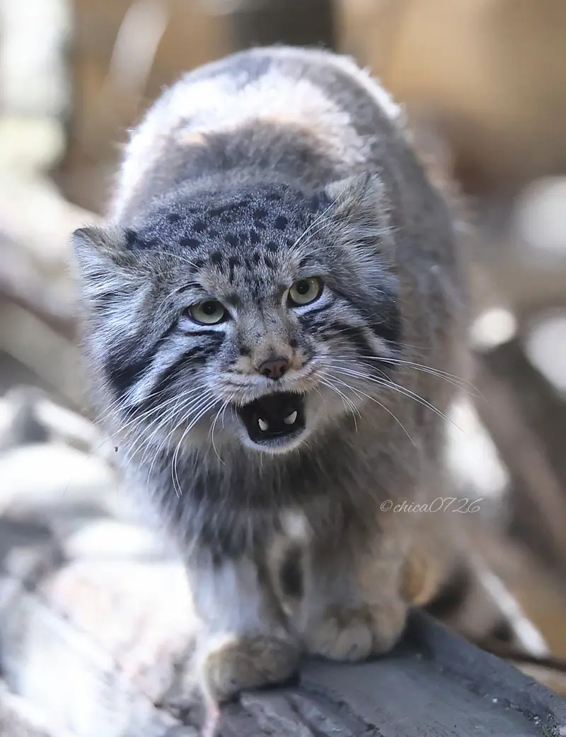 Фотография Нагому в Царстве Животных Насу