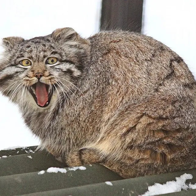 Фотография Серого в Новосибирском Зоопарке