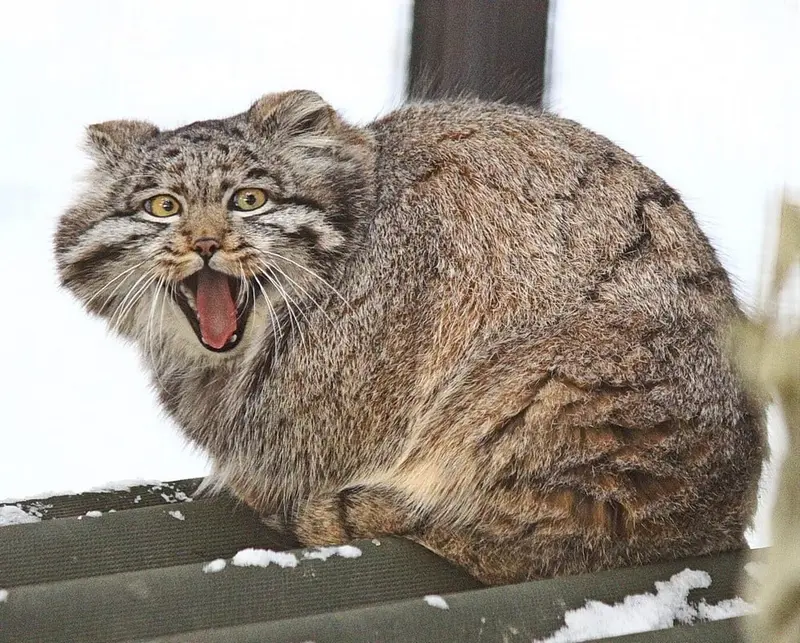 Фотография Серого в Новосибирском Зоопарке