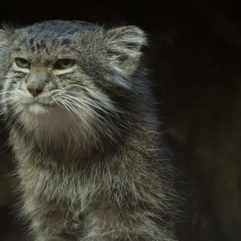 Фотография Клёна в Зоопарке Уено