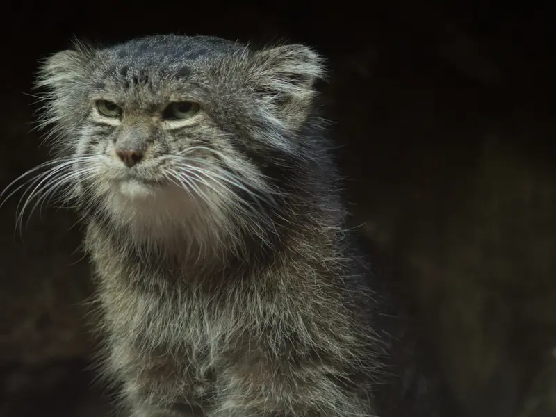 Фотография Клёна в Зоопарке Уено