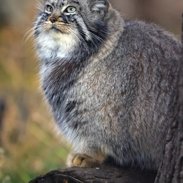 Фотография Дарлая в Московском Зоопарке