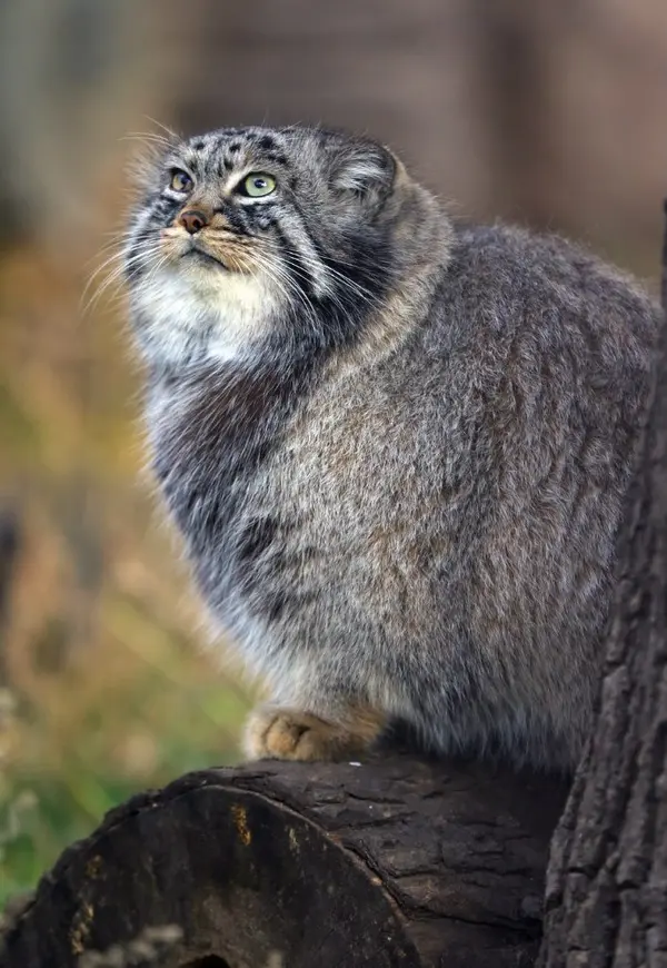 Фотография Дарлая в Московском Зоопарке