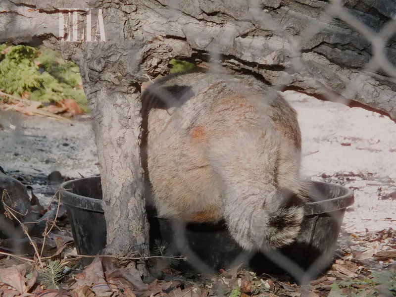 Фотография Олафа в Зоопарке Калгари / Институте Уайлдере