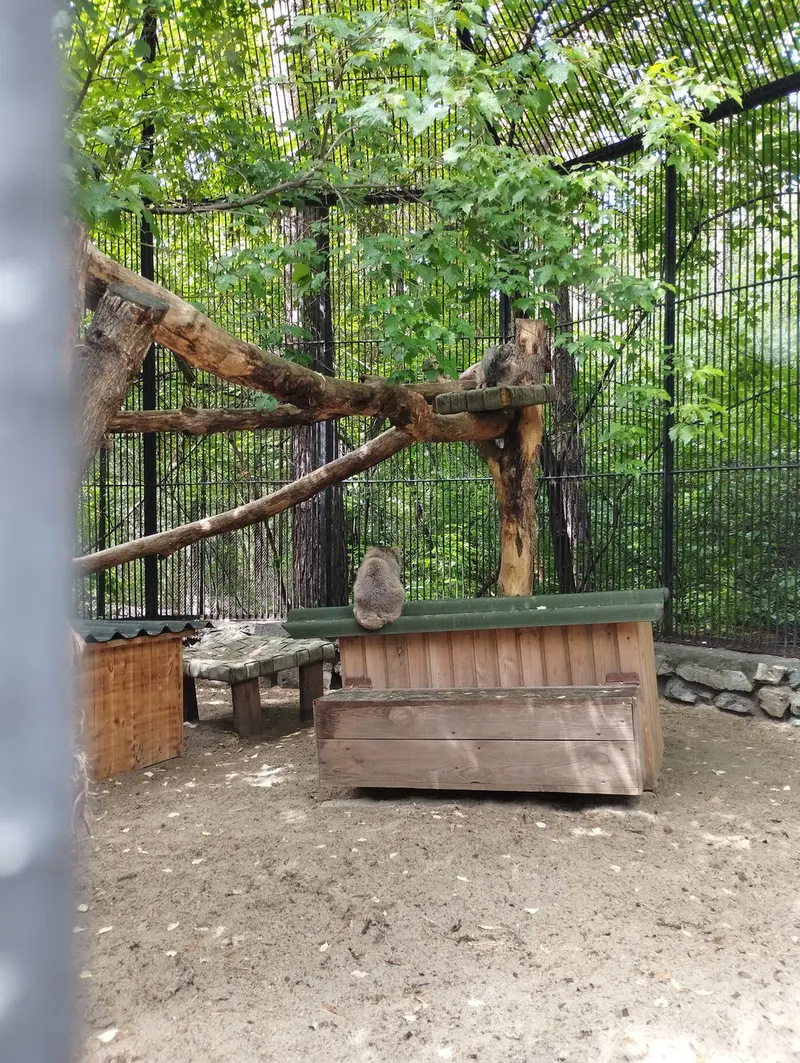 Фотография с манулом в Новосибирском Зоопарке