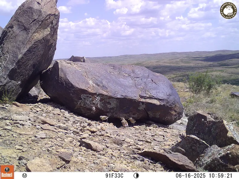 Фотография с манулом с фотоловушки Кошкар [новинка]