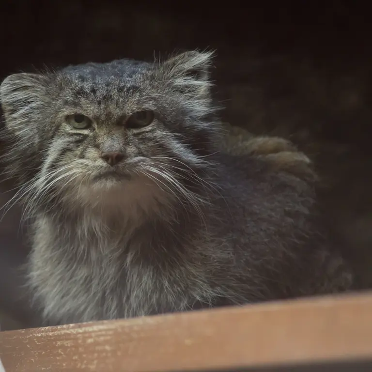 Фотография Клёна в Зоопарке Уено