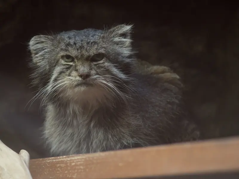 Фотография Клёна в Зоопарке Уено