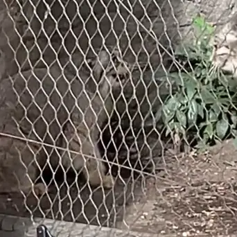 Фотография Бату в Зоопарке Проспект-парка