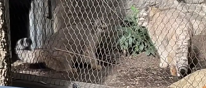 Фотография Сарнай и Бату в Зоопарке Проспект-парка