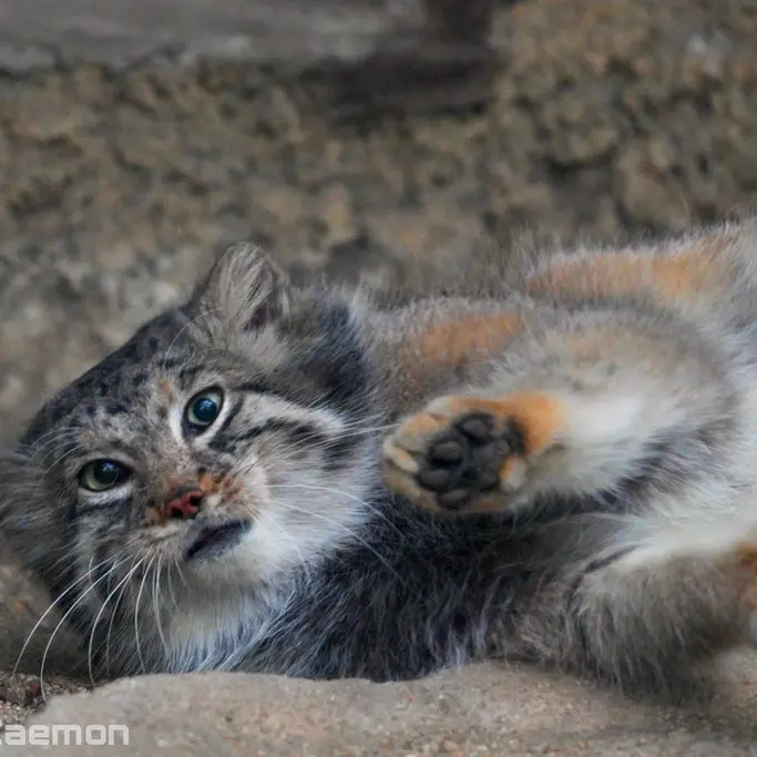 Фотография Аз в Царстве Животных Кобе