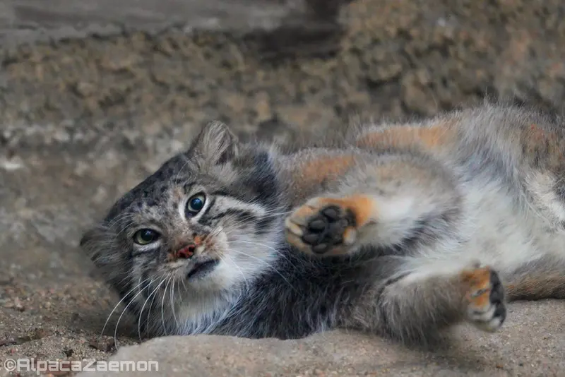 Фотография Аз в Царстве Животных Кобе