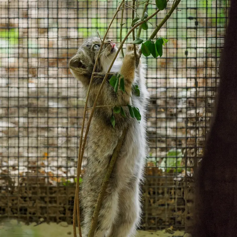 Фотография с манулом