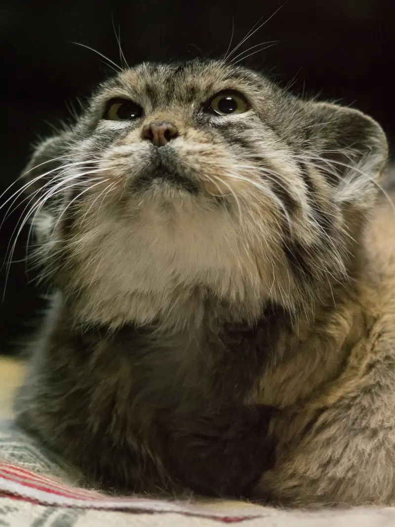 Фотография Примулы в Зоопарке Уено