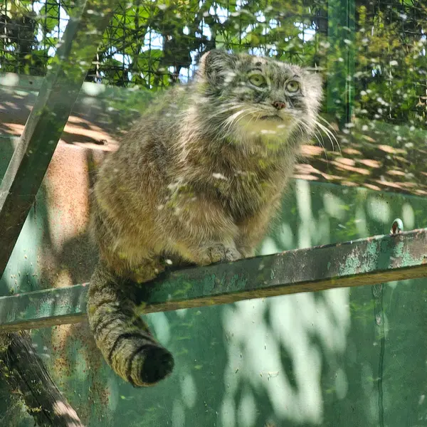 Фотография Бохуша в Будапештском Зоопарке