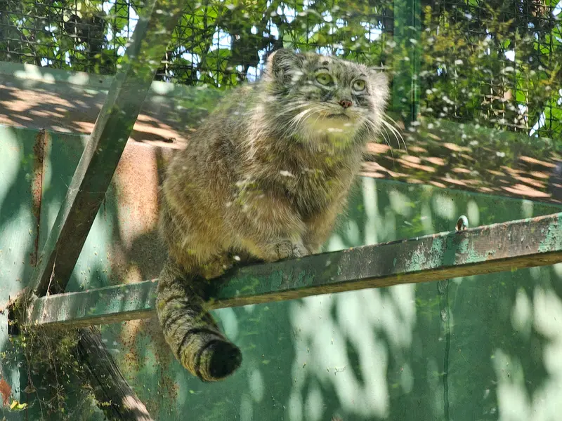 Фотография Бохуша в Будапештском Зоопарке