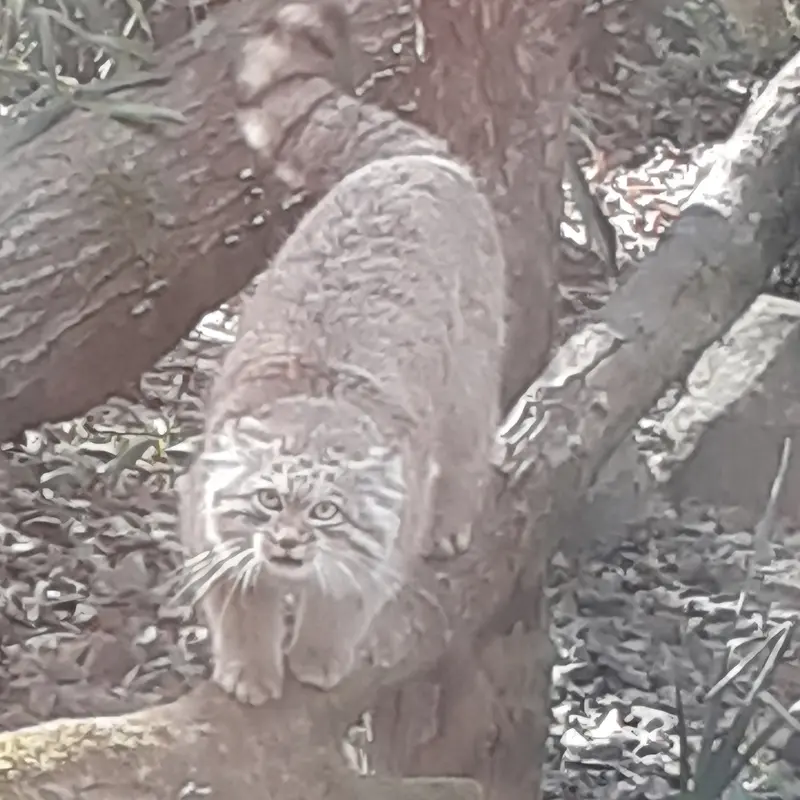 Фотография Алтая в Трегомерском Зоопарке