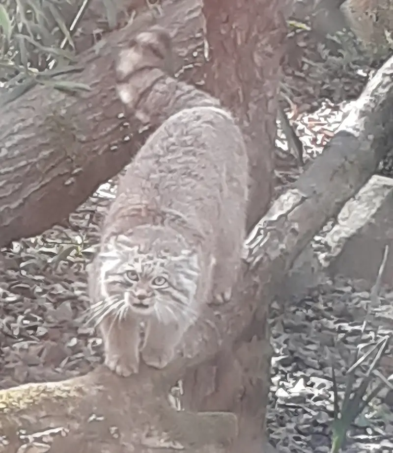 Фотография Алтая в Трегомерском Зоопарке