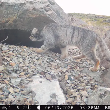 Фотография Сибирского Манула с фотоловушки Киикбай