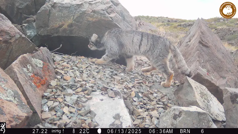 Фотография Сибирского Манула с фотоловушки Киикбай [новинка]