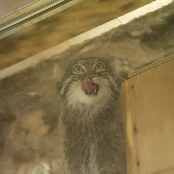 Фотография Фиги в Зоопарке Уено