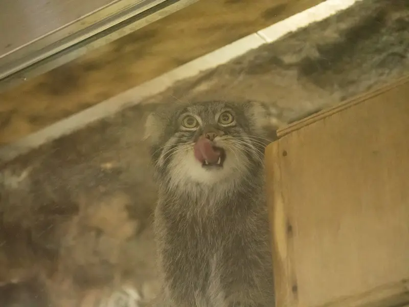 Фотография Фиги в Зоопарке Уено