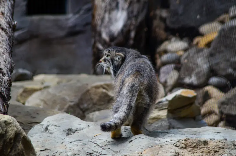 Фотография Пемы в Зоопарке Калгари / Институте Уайлдере