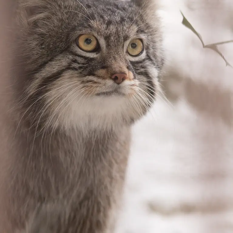 Фотография Фиги в Зоопарке Ногеяме