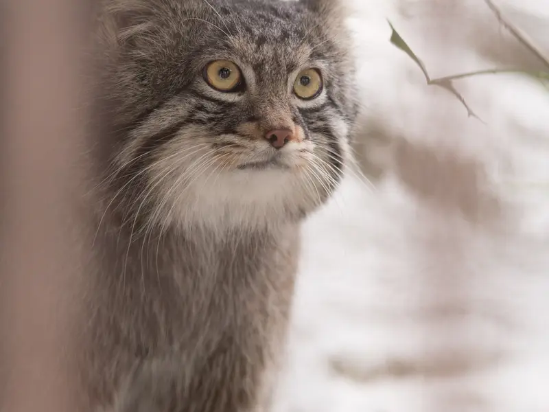Фотография Фиги в Зоопарке Ногеяме