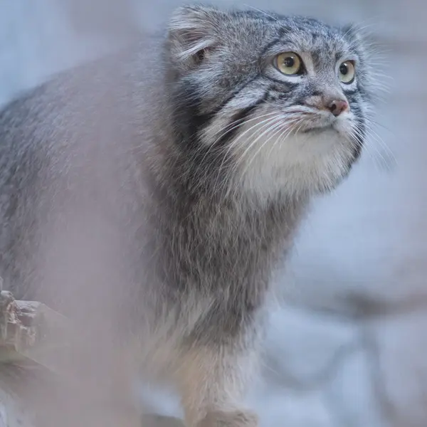 Фотография Фиги в Зоопарке Ногеяме