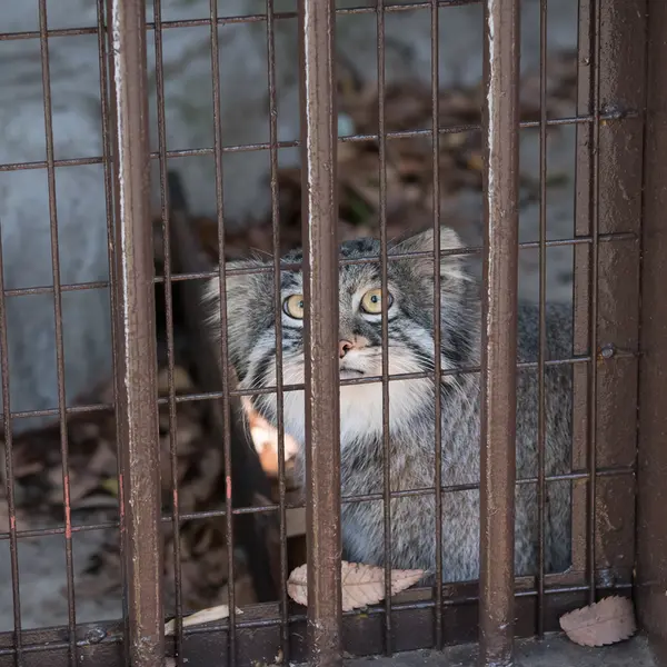 Фотография Фиги в Зоопарке Ногеяме