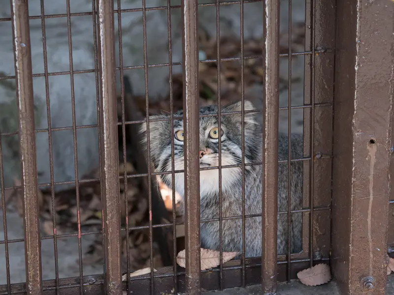 Фотография Фиги в Зоопарке Ногеяме