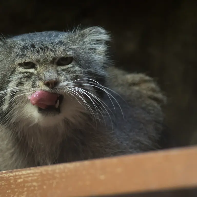 Фотография Клёна в Зоопарке Уено