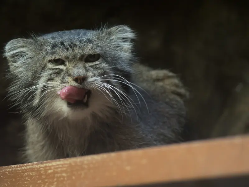 Фотография Клёна в Зоопарке Уено