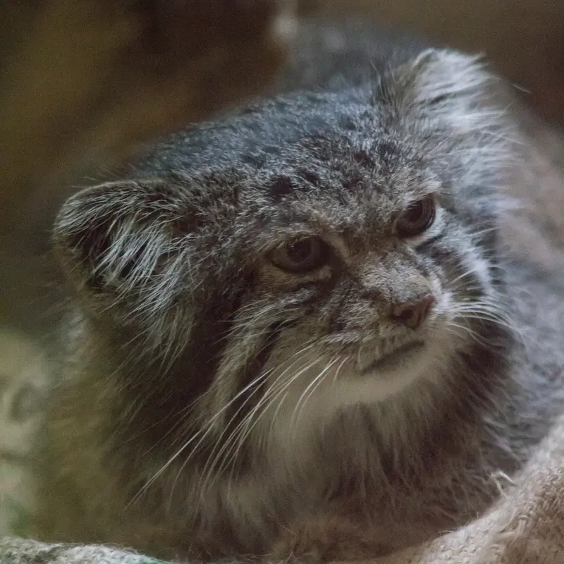 Фотография Клёна в Зоопарке Уено