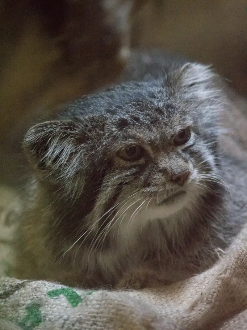 Фотография Клёна в Зоопарке Уено