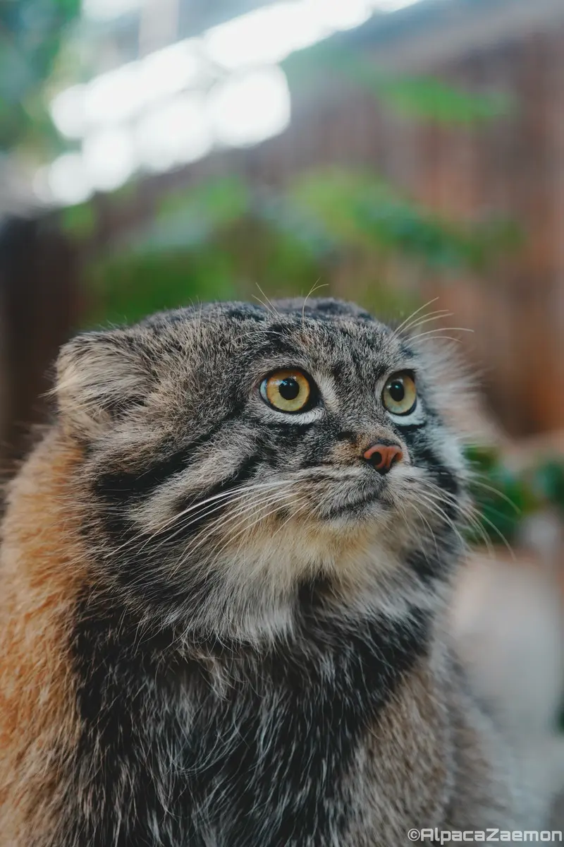 Фотография Нара в Царстве Животных Кобе