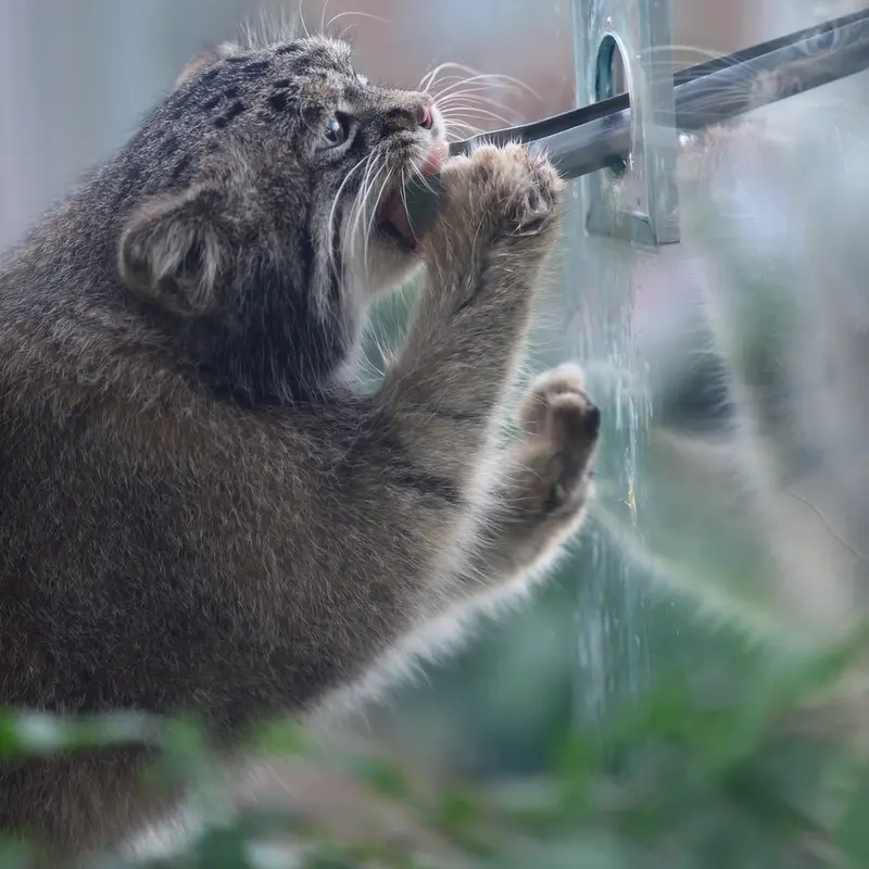 Фотография Нара в Царстве Животных Кобе
