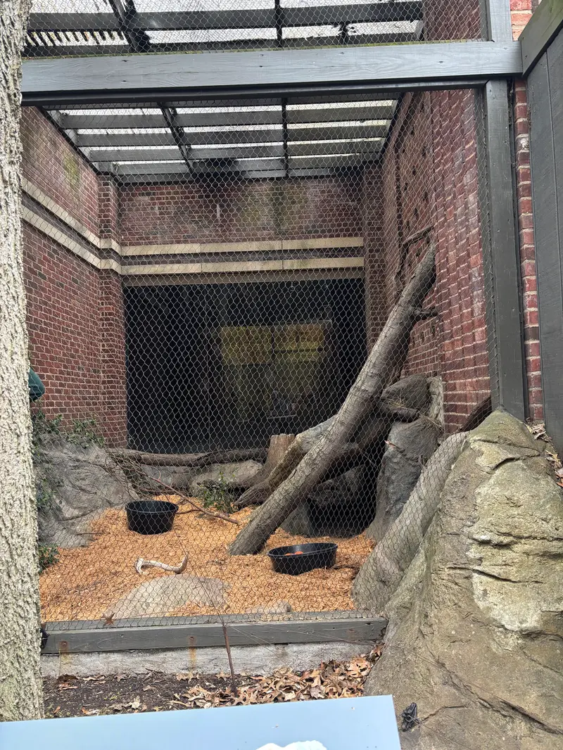 Фотография с манулом