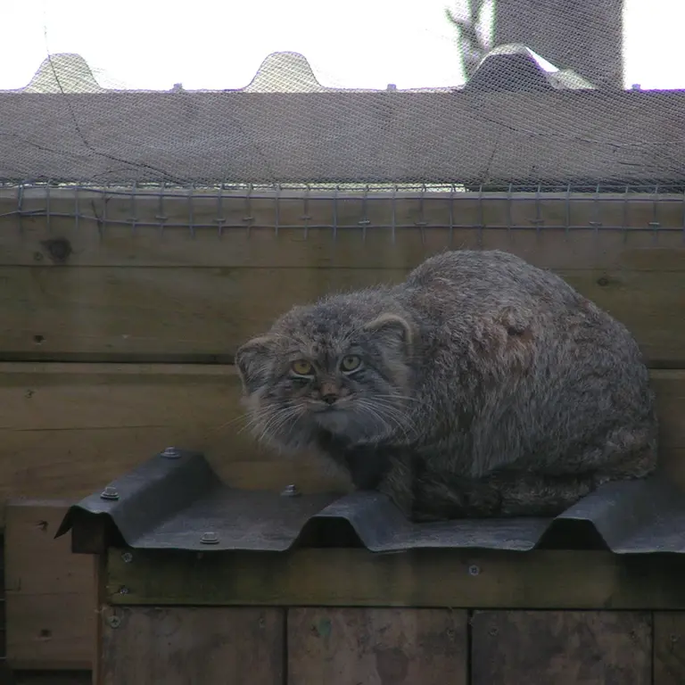 Фотография Алтая в Лэйклэнде Вайлдлайф Оазисе